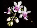 Phalaenopsis deliciosa Orchi 644.jpg