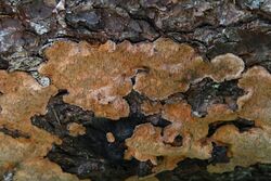 Phellinus chrysoloma (6103038521).jpg