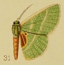 Pl.39-fig.31-Neurotoca endorhoda Hampson, 1910.JPG