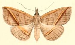 Pl.6-07-Talapoptera duplexa (Moore, 1882) (Iluza).JPG