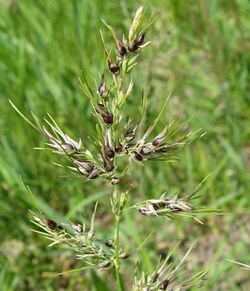 Poa bulbosa, vegetative apomixis.jpg