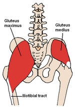 Posterior hip muscles