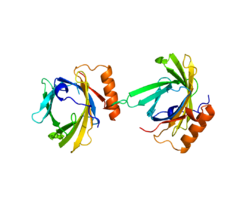 Protein PTGDS PDB 2WWP.png
