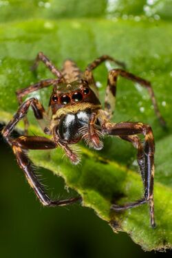 Pseudemathis trifida (male).jpg