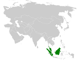 Pycnonotus melanoleucos distribution map.png