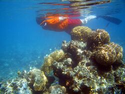 Reef snorkeler.jpg