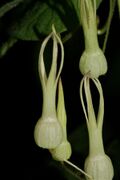 Riocreuxia torulosa (Apocynaceae- Asclepiadiideae) (4775389750).jpg