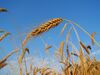 Rye Mature Grain Summer.jpg