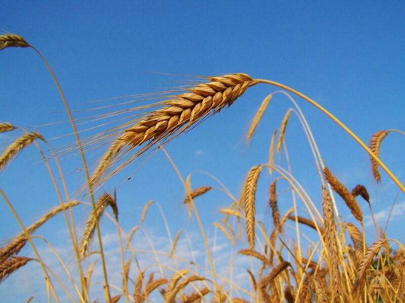 File:Rye Mature Grain Summer.jpg