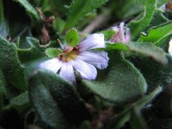 Scaevola hookeri.jpg