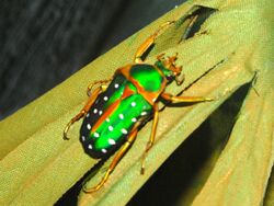 Scarabaeidae - Stephanorrhina guttata.JPG