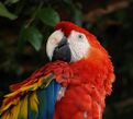 Scarlet-Macaw.jpg