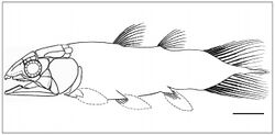 Serenichthys kowiensis02.jpg