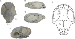 Shirerpeton skull.png