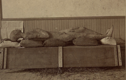 Solid Muldoon Stereoview (cropped2).png