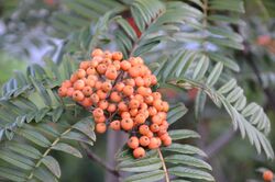 Sorbus scalaris - mountain ash - farnblättrige Eberesche 24.jpg