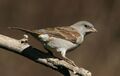 Southern Grey-headed Sparrow (Passer diffusus).jpg