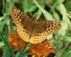 Speyeria cybele Great Spangled Fritillary 8.9.2008.jpg