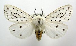 Spilosoma lubricipeda 01.jpg