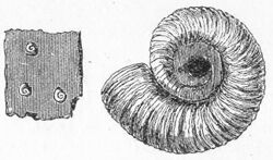 Spirorbis carbonarius.jpg