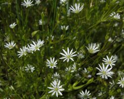 Stellaria longifolia (3816685972).jpg