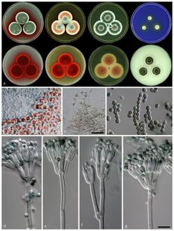 Talaromyces atroroseus.jpg