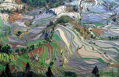 A picture of rice fields: evidence of the interaction of culture, economics and the environment