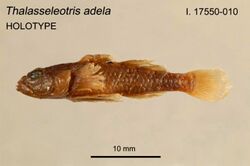 ThalasseleotAdelaHolotype.jpg