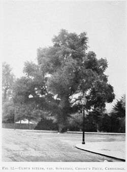 Ulmus minor 'Sowerbyi', Cambridge 1914.jpg