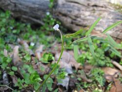 Vicia minutiflora.jpg