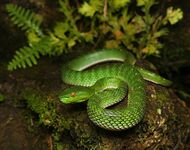 Vogel's Pit Viper, Trimeresurus vogeli.jpg