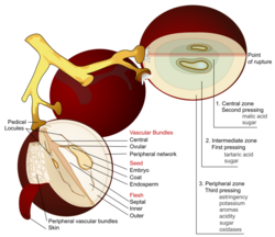 Wine grape diagram en.svg