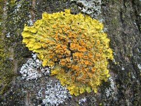 yellowish lichen on rock