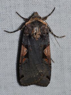 Xestia dolosa - Greater Black-letter Dart Moth (14333035095).jpg