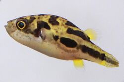 A side profile of an adult dwarf pufferfish against a white background, facing left and slightly upward.