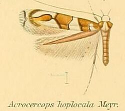 07-Acrocercops hoplocala (Meyrick, 1880).JPG