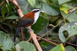 0A2A0688 Chestnut-backed Scimitar-Babbler.jpg