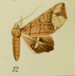 12-Episparis fenestrifera Bryk, 1915.JPG