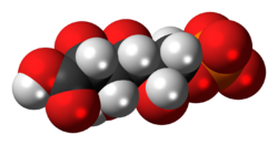 6-Phosphogluconic-acid-anion-3D-spacefill.png