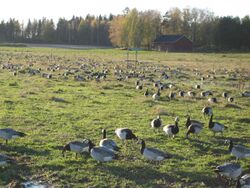 A flock of barnacle geese in Helsinki, Finland.jpg