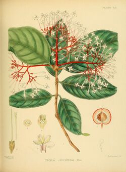 A hand-book to the flora of Ceylon (Plate LII) (6430650151).jpg