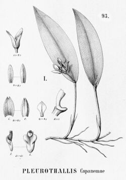 Acianthera capanemae (as Pleurothallis capanemae) - cutout from Flora Brasiliensis 3-4-93 fig I.jpg