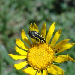 Acmaeodera scalaris (Buprestidae).jpg