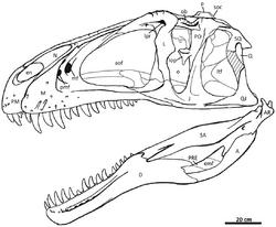 Acrocanthosaurus skull.png