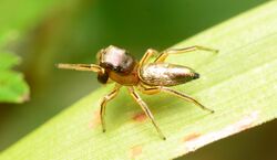 Adult female Tutelina elegans dorsal.jpg