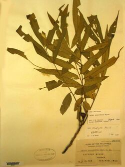 Aglaia angustifolia (A stenophylla, LT) A44694 (7989641881).jpg
