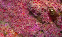 Anemones off Santa Cruzl, CINMS.jpg