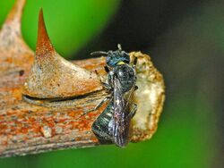 Apidae - Ceratina cyanea-002.JPG