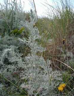 Artemisia-maritima.JPG