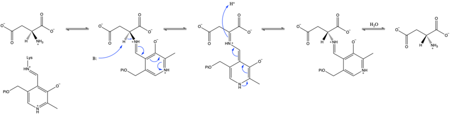 Aspartate racemase PLP-dependent mechanism.png